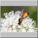 Cosmoconus nigriventris - Schlupfwespe w01d 10mm - OS-Hellern Wiese det06.jpg